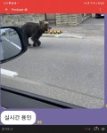 곰이 돌아다니는 실시간 용인근황