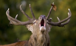 극혐 사슴뿔의 비밀