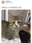 눈물 흘리는 고양이들gif
