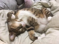 못생긴 우리 고양이 보고 가라