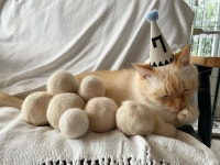 고양이가 생산한 털뭉치