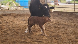 우리집 소 송아지 낳았드아아! | 유머 게시판 우리집 소 송아지 낳았드아아! | 유머 게시판 | 루리웹