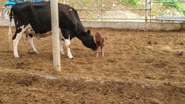 우리집 소 송아지 낳았드아아! | 유머 게시판 우리집 소 송아지 낳았드아아! | 유머 게시판 | 루리웹