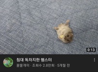 이불을 차지한 햄스터
