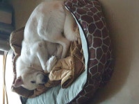 시고르자브우리집 똥강아지