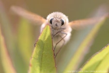 일본에서 귀엽기로 소문난 곤충