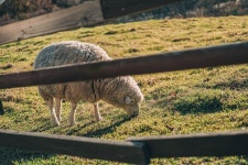 대관령 삼양목장