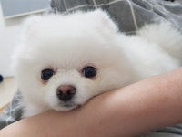 이쁜짓하는 강아지 | 정치유머 게시판 이쁜짓하는 강아지 | 정치유머 게시판 | 루리웹
