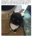 주인이 너모 방가운 고양이!.jpg | 유머 게시판 주인이 너모 방가운 고양이!.jpg | 유머 게시판 | 루리웹