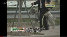 스펀지에서 실험한 개 바꿔치기 실험JPG