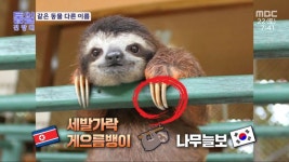 세발가락 게으름뱅이