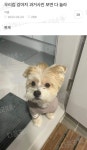우리집 강아지 과거사진 보면 다 놀라.jpg | 유머 게시판 우리집 강아지 과거사진 보면 다 놀라.jpg | 유머 게시판 | 루리웹