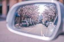 동네 주변 벚꽃