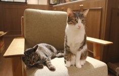 고양이 카페에 오신것을 환영합니다 | 유머 게시판 고양이 카페에 오신것을 환영합니다 | 유머 게시판 | 루리웹