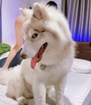 개쉨!!! | 정치유머 게시판 개쉨!!! | 정치유머 게시판 | 루리웹