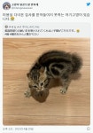 미용실 다녀온 집사 못알아보는 고양이jpg