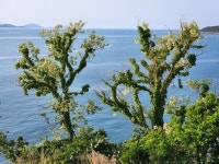 폰카로 사진 잘 찍는법