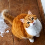 밑동네 또 누가 야옹갤 글 퍼왔나보네