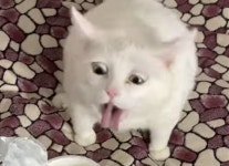 민달팽이 개좉같네 | 정치유머 게시판 민달팽이 개좉같네 | 정치유머 게시판 | 루리웹