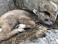 산양이 꽤 귀엽게 생겼음. | 정치유머 게시판 산양이 꽤 귀엽게 생겼음. | 정치유머 게시판 | 루리웹