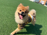 야심한 새벽 댕댕이들사진 | 유머 게시판 야심한 새벽 댕댕이들사진 | 유머 게시판 | 루리웹