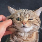 내일은 하체운동 하는날