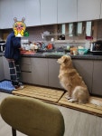 히히 우리집 강아지 귀여워