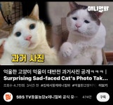공중파까지 진출한 일베 인기 고양이