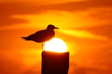 새해 | 유머 게시판 | RULIWEB 새해 | 유머 게시판 | 루리웹