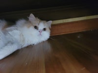 숨어있는 고냥이 | 유머 게시판 숨어있는 고냥이 | 유머 게시판 | 루리웹
