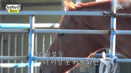 놀뭐) 경주마가 더이상 못뛰게 된다면... | 유머 게시판 놀뭐) 경주마가 더이상 못뛰게 된다면... | 유머 게시판 | 루리웹