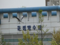 운정호수공원에 꿩이 많더라