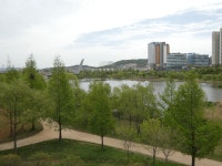 운정호수공원에 꿩이 많더라