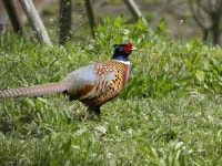 운정호수공원에 꿩이 많더라