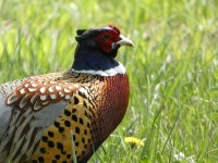 운정호수공원에 꿩이 많더라