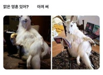어느 날 산양이 나에게 말을 걸었다