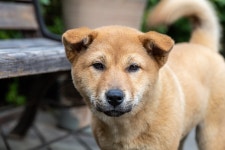 용인 산골짜기에 위치한 자작나무 이야기 레스토랑 | 여행 행사 풍경 사진 갤러리 | RULIWEB 용인 산골짜기에 위치한 자작나무 이야기 레스토랑... 