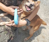 오늘 저의 가족이자 친구인 똘이를 떠나보냈습니다