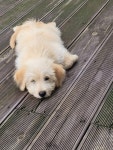 스압)우리집 시고르 댕댕이 어렸을때.dog | 유머 게시판 스압)우리집 시고르 댕댕이 어렸을때.dog | 유머 게시판 | 루리웹