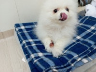 육포 뜯는 강아지 | 정치유머 게시판 육포 뜯는 강아지 | 정치유머 게시판 | 루리웹