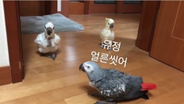 앵무새가 업어키운 유정이jpg