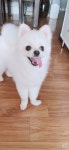 우리집 멍뭉이 보고가 | 유머 게시판 우리집 멍뭉이 보고가 | 유머 게시판 | 루리웹