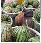 수박가게 온도 차
