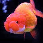 난주라는 금붕어인데 되게 귀엽게 생기지않았음