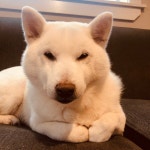 취한다, 던킨!! | 음식 갤러리 | RULIWEB 취한다, 던킨!! | 음식 갤러리 | 루리웹