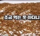왠만해서 다 먹는다는 밀웜도 거르는 | 유머 게시판 왠만해서 다 먹는다는 밀웜도 거르는 | 유머 게시판 | 루리웹