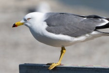 영종도 둘러봤음