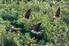 시화호 간척지 외곽을 둘러보자