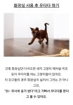 고양이가 우다다 하는 이유중 하나.jpg | 유머 게시판 고양이가 우다다 하는 이유중 하나.jpg | 유머 게시판 | 루리웹