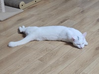 지쳐서 뻗은 우리집 고양이임